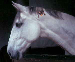 Desmodus rotundus auf einem Pferd