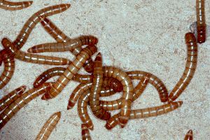 Mehlw&uuml;rmer (Tenebrio molitor)