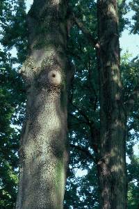 Mögliche Baumhöle in einem Park