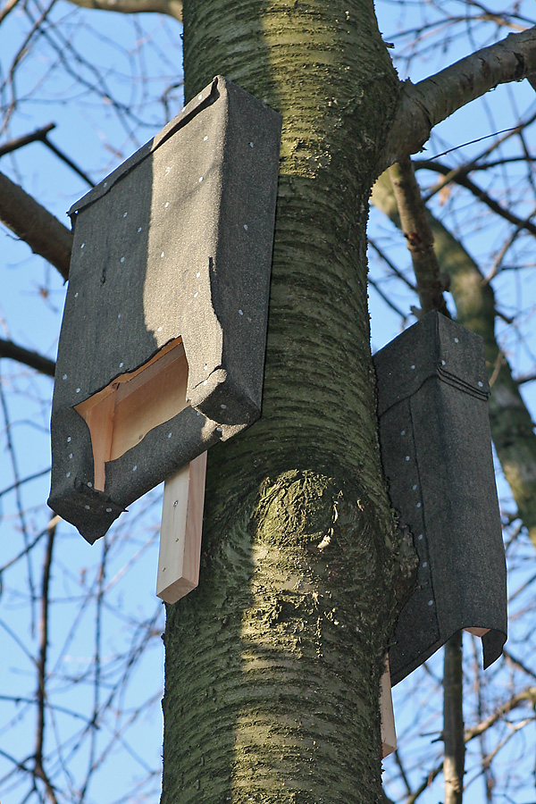 2 Fledermaus-Flachk&auml;sten